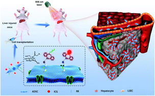 Graphical abstract: Enhancing therapeutic effects and in vivo tracking of adipose tissue-derived mesenchymal stem cells for liver injury using bioorthogonal click chemistry