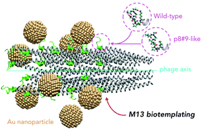 Graphical abstract: Simulating selective binding of a biological template to a nanoscale architecture: a core concept of a clamp-based binding-pocket-favored N-terminal-domain assembly