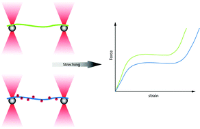 Graphical abstract: Post-translational modifications soften vimentin intermediate filaments