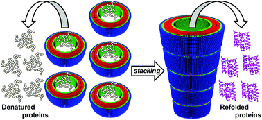 Graphical abstract: Stacking of nanorings to generate nanotubes for acceleration of protein refolding
