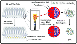 Graphical abstract: A simple, high-throughput method of protein and label removal from extracellular vesicle samples