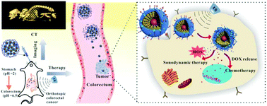 Graphical abstract: A pH/ultrasonic dual-response step-targeting enterosoluble granule for combined sonodynamic-chemotherapy guided via gastrointestinal tract imaging in orthotopic colorectal cancer