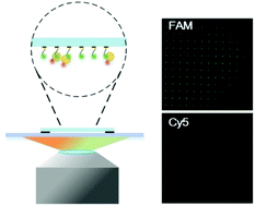 Graphical abstract: Eliminating nonspecific binding sites for highly reliable immunoassay via super-resolution multicolor fluorescence colocalization