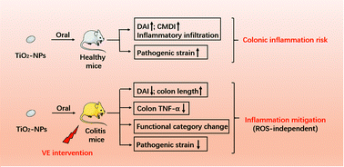 Graphical abstract: Impact of titanium dioxide nanoparticles on intestinal community in 2,4,6-trinitrobenzenesulfonic acid (TNBS)-induced acute colitis mice and the intervention effect of vitamin E