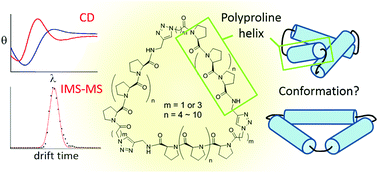 Graphical abstract: Preparation and conformational analysis of polyproline tri-helix macrocycle nanoscaffolds of varied sizes