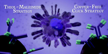 Graphical abstract: The conjugation strategy affects antibody orientation and targeting properties of nanocarriers