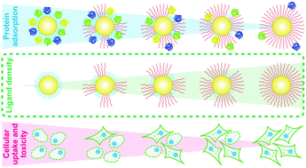 Graphical abstract: Surface properties modulate protein corona formation and determine cellular uptake and cytotoxicity of silver nanoparticles