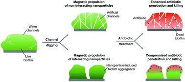 Graphical abstract: Influence of interaction between surface-modified magnetic nanoparticles with infectious biofilm components in artificial channel digging and biofilm eradication by antibiotics in vitro and in vivo