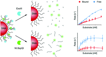 Graphical abstract: Tuning DNA–nanoparticle conjugate properties allows modulation of nuclease activity