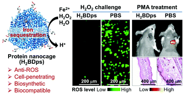 Graphical abstract: A ROS scavenging protein nanocage for in vitro and in vivo antioxidant treatment