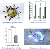 Graphical abstract: The detrimental invasiveness of glioma cells controlled by gadolinium chelate-coated gold nanoparticles