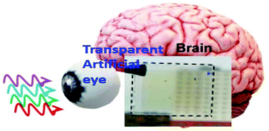 Graphical abstract: Transparent photovoltaic memory for neuromorphic device