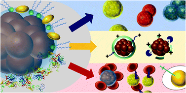 Graphical abstract: The differences of the impact of a lipid and protein corona on the colloidal stability, toxicity, and degradation behavior of iron oxide nanoparticles