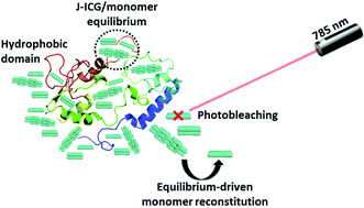 Graphical abstract: Exploiting cyanine dye J-aggregates/monomer equilibrium in hydrophobic protein pockets for efficient multi-step phototherapy: an innovative concept for smart nanotheranostics