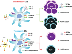 Graphical abstract: Gold nanoparticles (AuNPs) impair LPS-driven immune responses by promoting a tolerogenic-like dendritic cell phenotype with altered endosomal structures