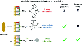Graphical abstract: Interfacial interactions between protective, surface-engineered shells and encapsulated bacteria with different cell surface composition