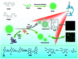 Graphical abstract: Digital counting of single semiconducting polymer nanoparticles for the detection of alkaline phosphatase