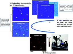 Graphical abstract: High content, quantitative AFM analysis of the scalable biomechanical properties of extracellular vesicles