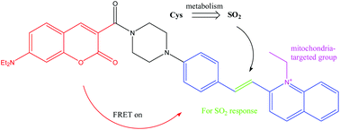 Graphical abstract: A FRET-based ratiometric fluorescent probe to detect cysteine metabolism in mitochondria