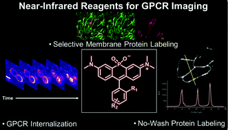 Graphical abstract: Imaging GPCR internalization using near-infrared Nebraska red-based reagents
