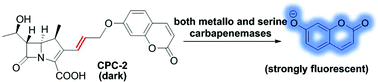 Graphical abstract: A minor structure modification serendipitously leads to a highly carbapenemase-specific fluorogenic probe