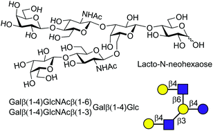 Graphical abstract: Chemical synthesis of human milk oligosaccharides: lacto-N-neohexaose (Galβ1 → 4GlcNAcβ1→)2 3,6Galβ1 → 4Glc
