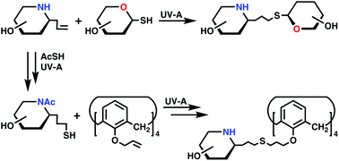 Graphical abstract: Metal-free synthesis of imino-disaccharides and calix-iminosugars by photoinduced radical thiol–ene coupling (TEC)