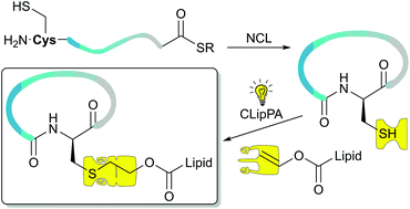 Graphical abstract: Direct synthesis of cyclic lipopeptides using intramolecular native chemical ligation and thiol–ene CLipPA chemistry
