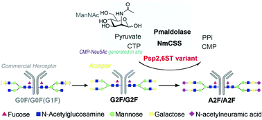 Graphical abstract: Engineering a bacterial sialyltransferase for di-sialylation of a therapeutic antibody