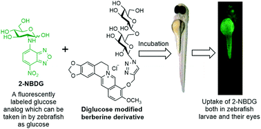 Graphical abstract: Synthesis of disaccharide modified berberine derivatives and their anti-diabetic investigation in zebrafish using a fluorescence-based technology