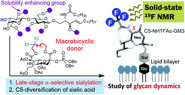 Graphical abstract: Efficient diversification of GM3 gangliosides via late-stage sialylation and dynamic glycan structural studies with 19F solid-state NMR