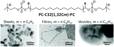 Graphical abstract: Synthesis and aggregation behaviour of single-chain, 1,32-alkyl-branched bis(phosphocholines) – part 2: lateral chain length triggers self-assembling from sheets to fibres to vesicles