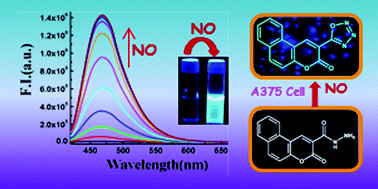 Graphical abstract: A coumarin embedded highly sensitive nitric oxide fluorescent sensor: kinetic assay and bio-imaging applications