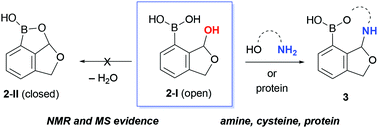 Graphical abstract: Design, synthesis and structure of a frustrated benzoxaborole and its applications in the complexation of amines, amino acids, and protein modification