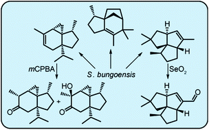 Graphical abstract: Sesquiterpene synthases for bungoene, pentalenene and epi-isozizaene from Streptomyces bungoensis