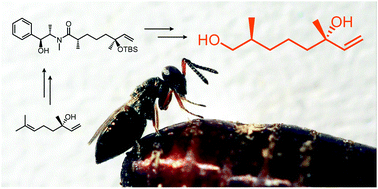 Graphical abstract: Enantioselective synthesis and determination of the absolute configuration of the male sex pheromone of the parasitoid wasp Urolepis rufipes