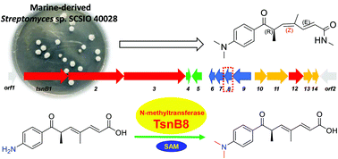 Graphical abstract: Heterologous expression of the trichostatin gene cluster and functional characterization of N-methyltransferase TsnB8