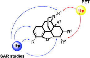 Graphical abstract: Fluorinated and [18F]fluorinated morphinan based opioid ligands