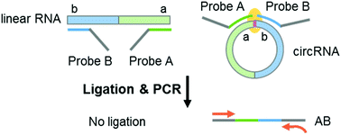 Graphical abstract: Direct recognition and sensitive detection of circular RNA with ligation-based PCR