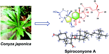 Graphical abstract: Spiroconyone A, a new phytosterol with a spiro [5,6] ring system from Conyza japonica