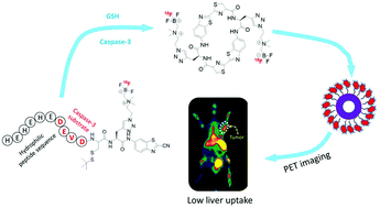 Graphical abstract: Radiopharmacological evaluation of a caspase-3 responsive probe with optimized pharmacokinetics for PET imaging of tumor apoptosis