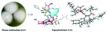 Graphical abstract: Ergocytochalasin A, a polycyclic merocytochalasan from an endophytic fungus Phoma multirostrata XJ-2-1