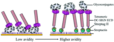 Graphical abstract: Development of C-type lectin-oriented surfaces for high avidity glycoconjugates: towards mimicking multivalent interactions on the cell surface