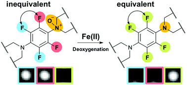 Graphical abstract: A 19F-MRI probe for the detection of Fe(ii) ions in an aqueous system