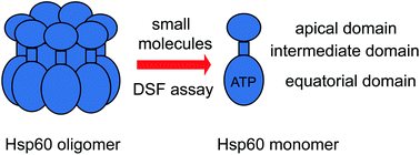 Graphical abstract: Differential scanning fluorimetry (DSF) screen to identify inhibitors of Hsp60 protein–protein interactions