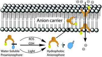 Graphical abstract: Multi-stimuli controlled release of a transmembrane chloride ion carrier from a sulfonium-linked procarrier