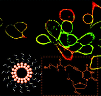 Graphical abstract: Modulation of cell membrane functionalization with aggregates of oligodeoxynucleotides containing alkyl chain-modified uridines