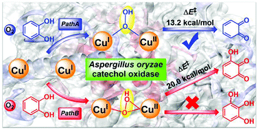 Graphical abstract: Monophenolase and catecholase activity of Aspergillus oryzae catechol oxidase: insights from hybrid QM/MM calculations