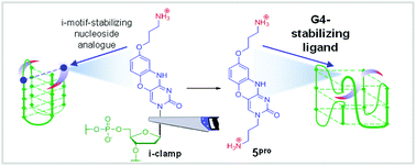 Graphical abstract: Phenoxazine-based scaffold for designing G4-interacting agents