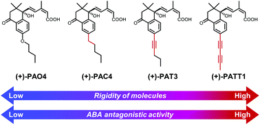 Graphical abstract: Design of potent ABA receptor antagonists based on a conformational restriction approach